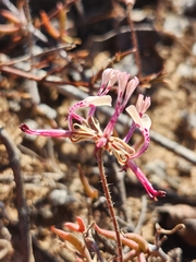 Pelargonium ternifolium