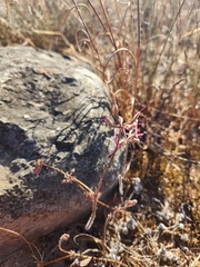 Pelargonium ternifolium