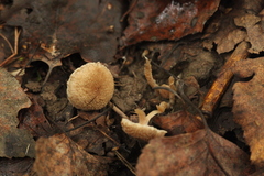 Tubariaceae