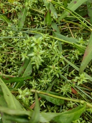 Crassula helmsii