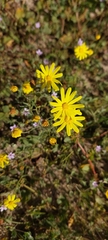 Senecio glaucus