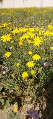 Senecio glaucus