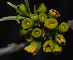 Alectryon oleifolius