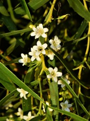 Myoporum platycarpum