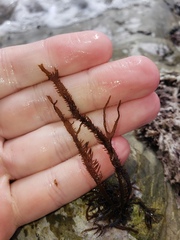 Chondracanthus chamissoi