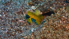 Cryptocentrus sericus
