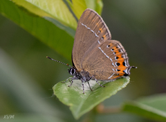 Satyrium pruni