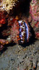 Spondylus varius
