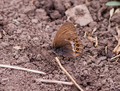 Coenonympha hero