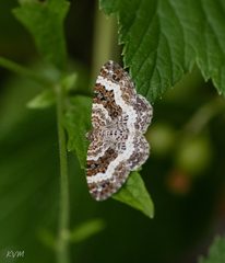 Geometridae