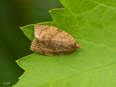 Lepidoptera