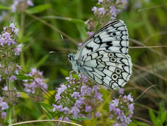 Melanargia russiae