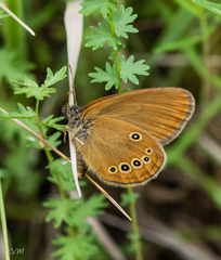 Coenonympha oedippus