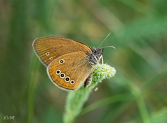 Coenonympha oedippus