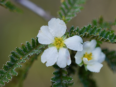 Chamaebatia australis