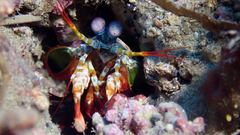 Odontodactylus scyllarus