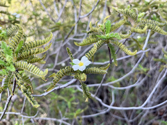 Chamaebatia australis
