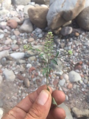 Lepidium lasiocarpum