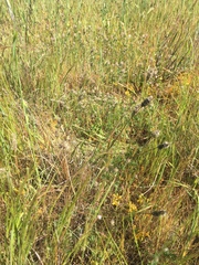 Enneapogon nigricans