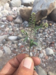 Lepidium lasiocarpum