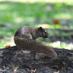 Callosciurus