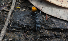 Myrmecia mandibularis