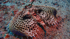 Dactyloptena orientalis