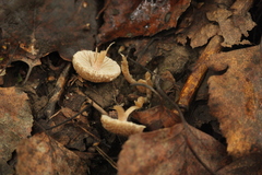 Tubariaceae