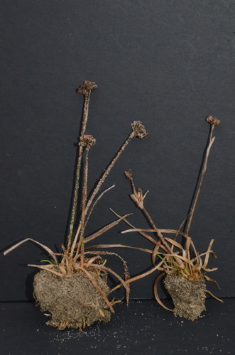 Falcate rush (Juncus falcatus)