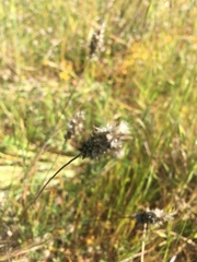 Enneapogon nigricans