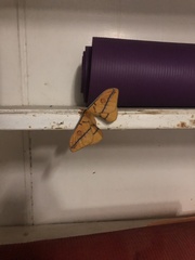 Opodiphthera fervida