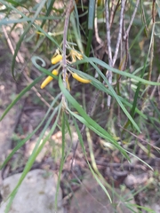 Persoonia linearis
