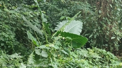 Alocasia macrorrhizos