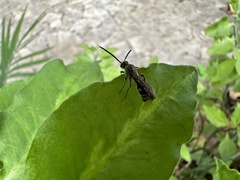 Campsomeriella