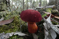 Boletus barragensis