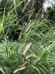 Cenchrus pedicellatus