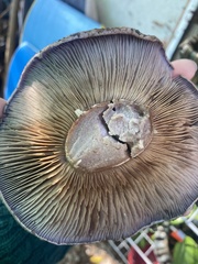 Cortinarius