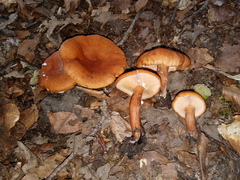 Lactarius decipiens