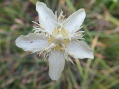 Parnassia cirrata intermedia