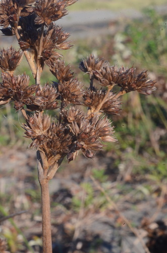 Image of Juncus nevadensis by (c) Gabriel Campbell-Martinez, some rights reserved (CC BY)