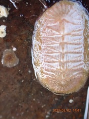 Chitonoidea
