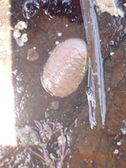 Chitonoidea