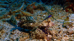 Dactylopus dactylopus