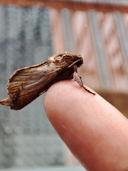 Elhamma australasiae