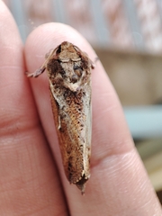 Elhamma australasiae