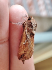 Elhamma australasiae