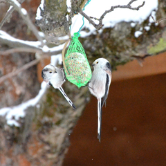Aegithalos caudatus caudatus