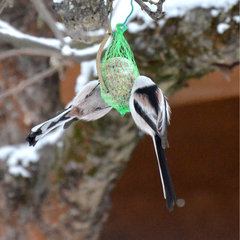Aegithalos caudatus caudatus