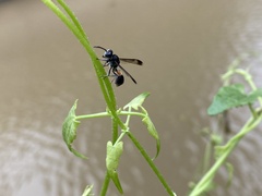Ropalidia sumatrae
