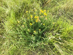 Crotalaria globifera